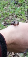 Rana temporaria