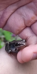 Rana temporaria