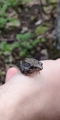 Rana temporaria