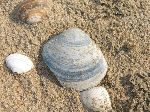 Rayed Trough Shell, Wassenaar, NL-ZH, NL, photo 6 of 10