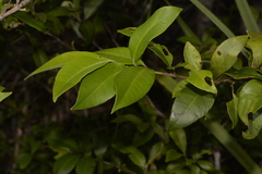 Backhousia citriodora