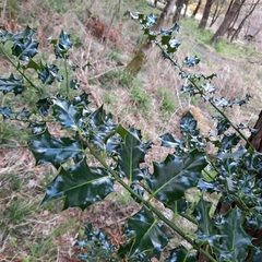 Ilex aquifolium