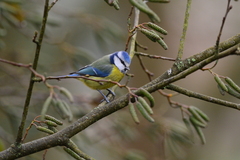 Cyanistes caeruleus caeruleus