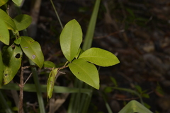 Backhousia citriodora