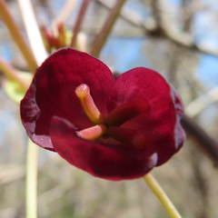 Akebia trifoliata