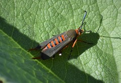 Eichlinia grande