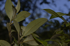 Backhousia citriodora