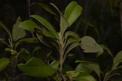 Backhousia citriodora