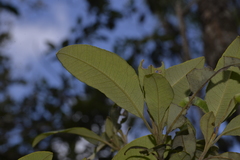 Backhousia citriodora
