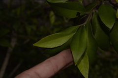 Backhousia citriodora