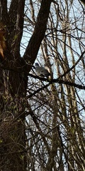 Columba palumbus