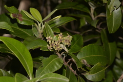 Backhousia citriodora