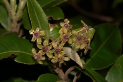 Backhousia citriodora