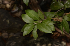 Backhousia citriodora
