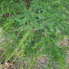 Taxus baccata