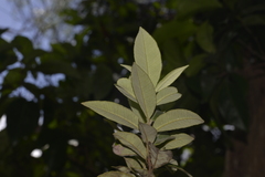 Backhousia citriodora