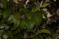 Backhousia citriodora