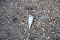 Turritella carinifera