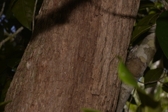 Backhousia citriodora