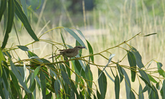 Cincloramphus cruralis