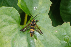 Nokona pilamicola