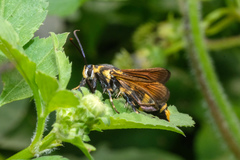 Nokona pilamicola