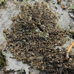 Melanelia culbersonii