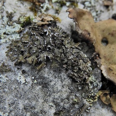 Melanelia culbersonii