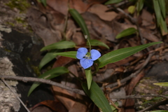 Commelina lanceolata