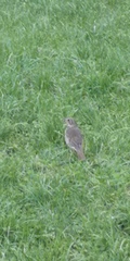 Turdus philomelos