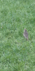 Turdus philomelos