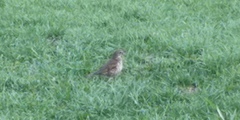 Turdus philomelos