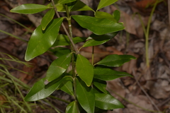 Alyxia spicata