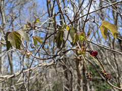Akebia trifoliata