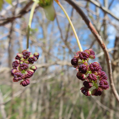 Akebia trifoliata