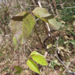 Akebia trifoliata