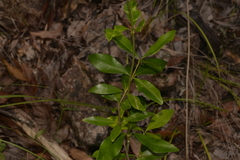 Alyxia spicata