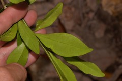 Alyxia spicata