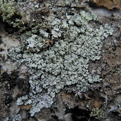 Lepraria normandinoides