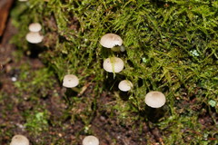 Roridomyces austrororidus