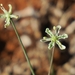 Strumaria gemmata - Photo (c) wonderwalker, μερικά δικαιώματα διατηρούνται (CC BY-NC), uploaded by wonderwalker