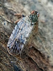 Tachycixius pilosus