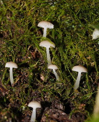 Roridomyces austrororidus