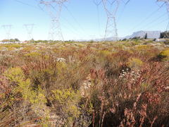 Thamnochortus punctatus