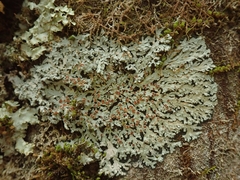 Pannaria pallida
