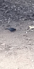 Turdus merula
