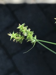 Carex retroflexa