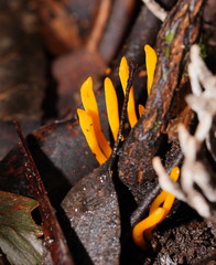 Clavulinopsis amoena