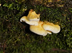 Pseudomerulius