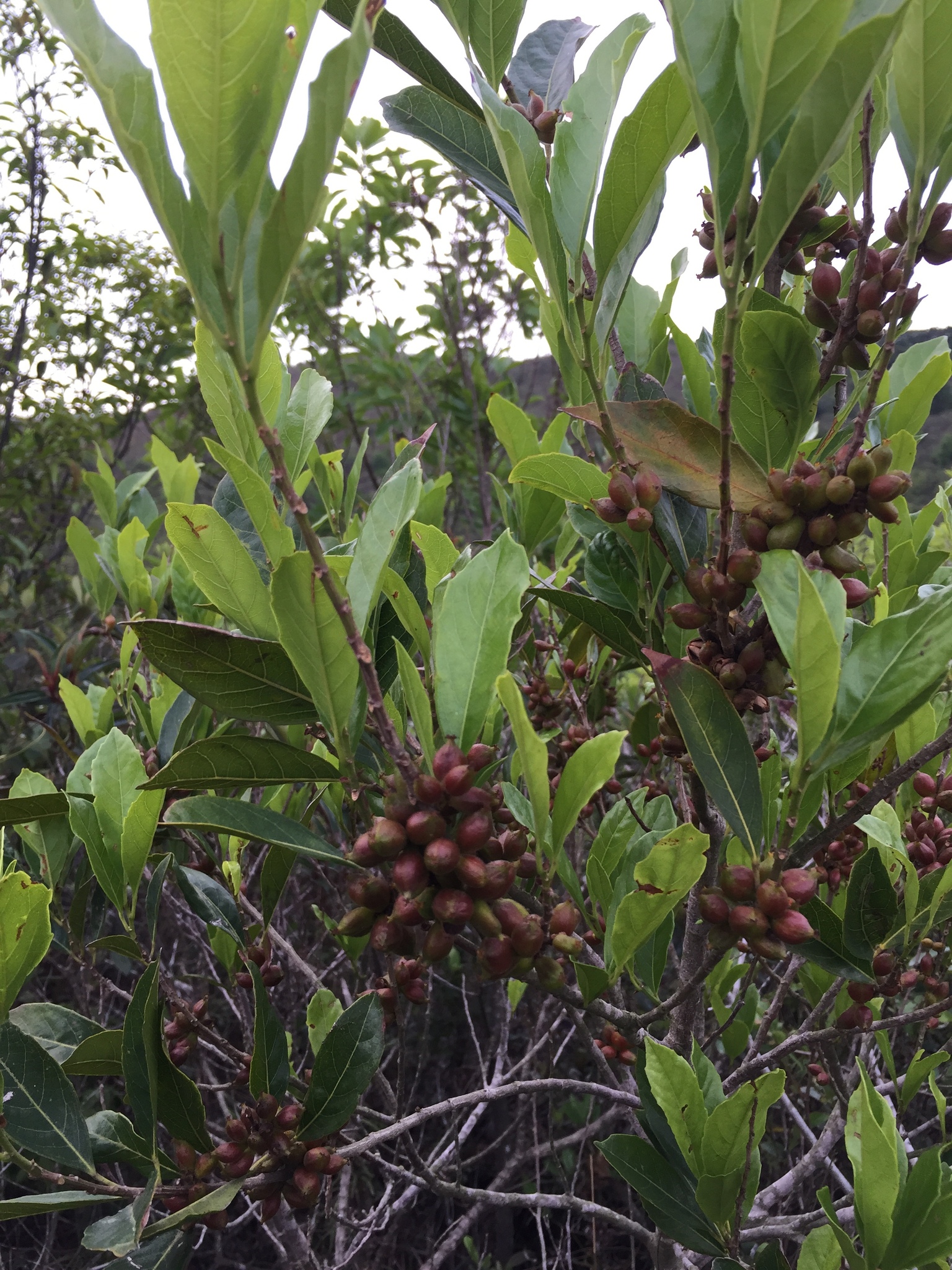 Aporosa octandra (Buch.Ham. ex D.Don) Vickery